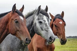three beautiful horses